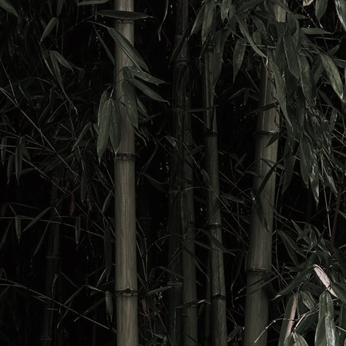 bamboo forest
