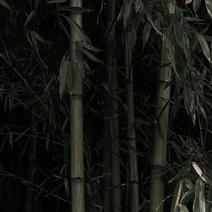 A bamboo forest 