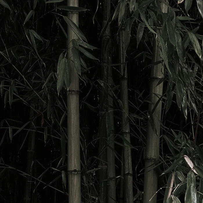 Why Bamboo Toilet Paper is the Only Sustainable Future