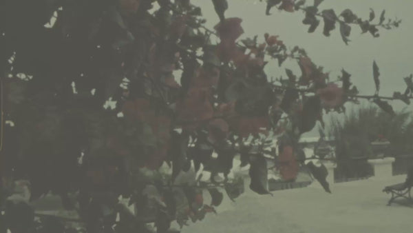 Vintage Flowers in Peru